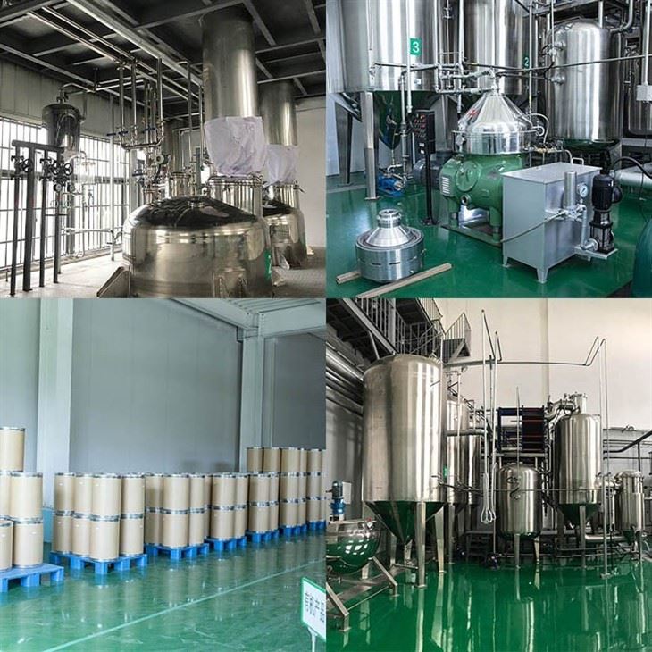 Lion's Mane Organic Mushroom Powder factory